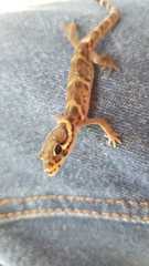 Coleonyx mitratus