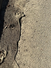 Thamnophis proximus proximus