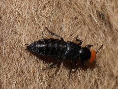 Creophilus erythrocephalus