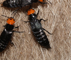 Creophilus erythrocephalus