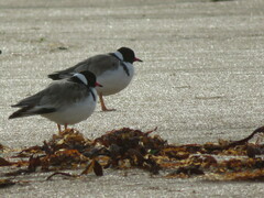 Thinornis cucullatus