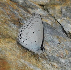 Udara placidula