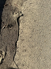 Thamnophis proximus proximus