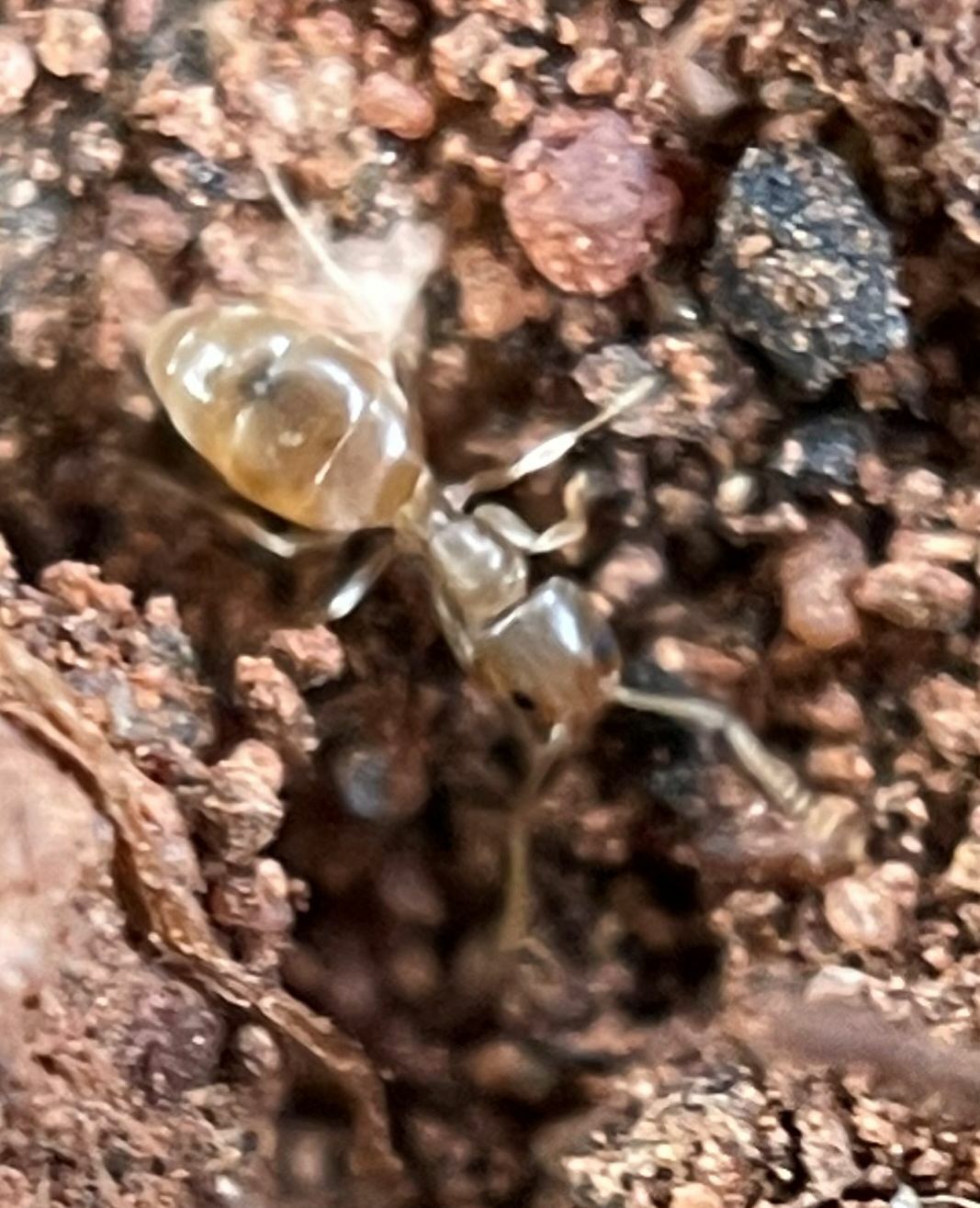 Doleromyrma