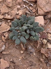 Chamaechaenactis scaposa