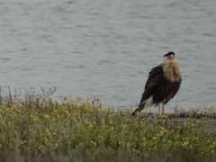Caracara plancus cheriway