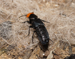 Creophilus erythrocephalus