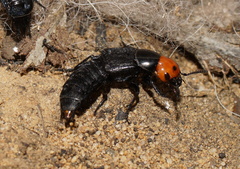 Creophilus lanio
