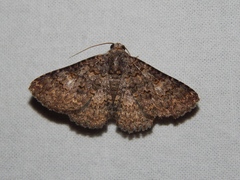 Polydesma umbricola