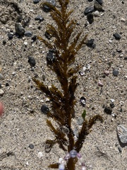 Desmarestia ligulata