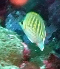 Chaetodon punctatofasciatus