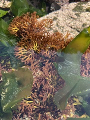 Trematocarpus dichotomus