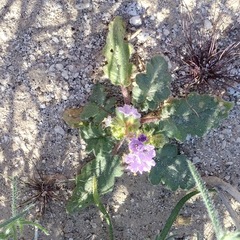 Phacelia crenulata minutiflora