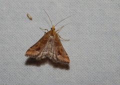 Diasemia monostigma
