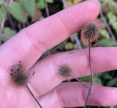 Geum