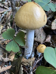 Stropharia ambigua