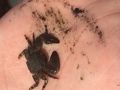 Petrolisthes cinctipes