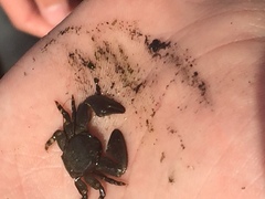 Petrolisthes cinctipes