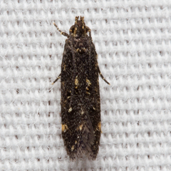 Chionodes gilvomaculella