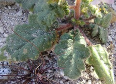 Phacelia crenulata minutiflora