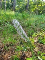 Liatris bridgesii