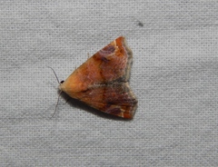 Eublemma apicimacula