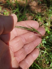Aristida lanosa