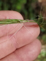 Aristida lanosa