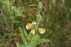 Crotalaria retusa