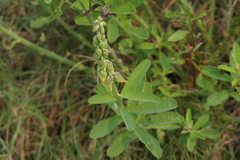 Crotalaria retusa