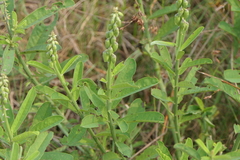 Crotalaria retusa
