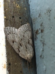 Philedia punctomacularia