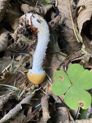 Stropharia ambigua