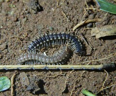 Chondromorpha xanthotricha