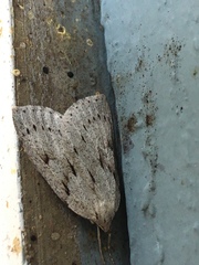 Philedia punctomacularia