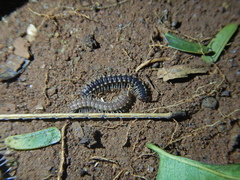Chondromorpha xanthotricha