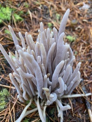 Alloclavaria