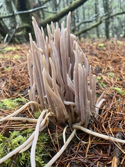 Alloclavaria