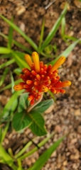 Palicourea officinalis