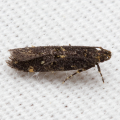 Chionodes gilvomaculella