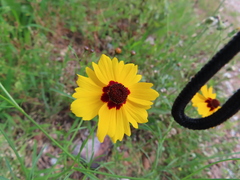 Coreopsis tinctoria