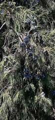 Juniperus flaccida
