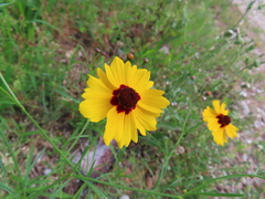 Coreopsis tinctoria