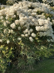 Melaleuca linariifolia