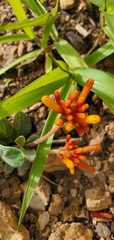 Palicourea officinalis