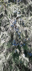 Juniperus flaccida