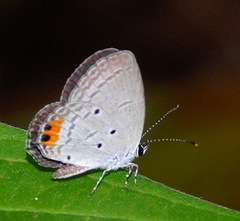Everes lacturnus