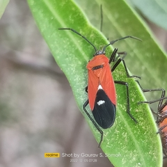 Oncopeltus nigriceps