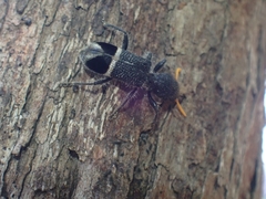 Trogodendron mirabilis