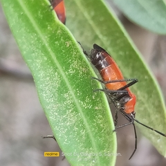 Oncopeltus nigriceps